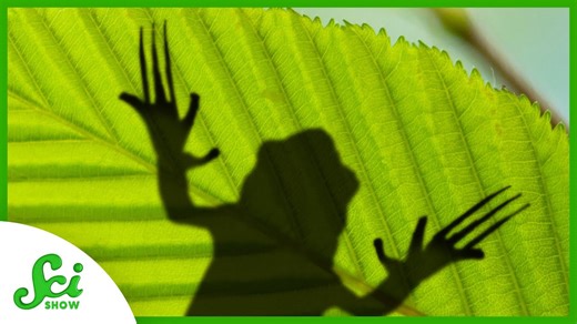 The frog with hidden claws