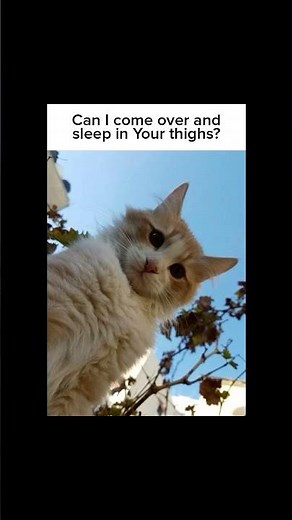 The Cutest Cat Memes Ever