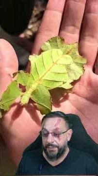 Camuflagem animal? @DNA.SELVAGEM #biologohenrique #animais #mimetismo #biologo