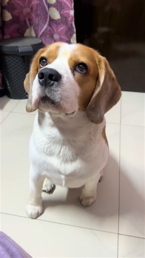 296K views · 32K reactions |  (Diwali, funny, relatable, dog) | Doodle | Facebook