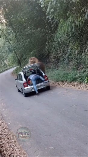 Man Jumps Into Car Boot as Tiger Attacks on Jungle Road | Caught on CCTV