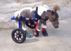 Watch a miniature dwarf horse learn to use his custom wheelchair