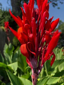 Red President Canna Flower, for Your Garden, Easy to Grow Plants, Red Booming Flowers - Etsy