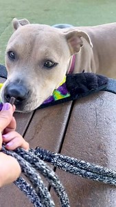 158 reactions · 73 shares | We have a sweet pup who is shy with...