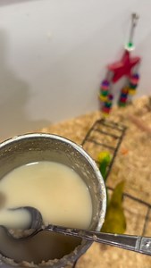 14 reactions | Baby rainbow lorikeets and scaley lorikeet baby...