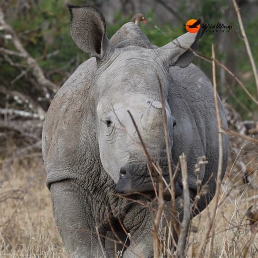 A rhino calf watching us as if we're the most interesting thing in the world, while its mother barely spares a glance. That's how it works out here. The little ones take their cues from the adults. Over time, animals learn we're not here to interfere. It's called habituation, and it's why moments like this feel so natural. A wild calf, curious but calm, behaving exactly as it would if we weren't here at all. 📹 Simon Vegter | Wild Wings Safaris