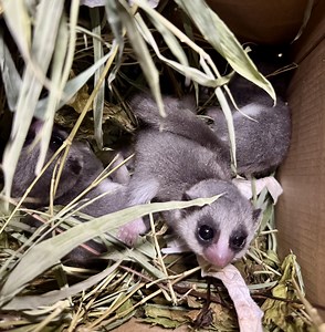 9.7K views · 466 reactions | Enjoy this sneak peek into the nest of...