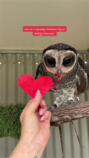 Happy Valentine’s Day ❤️ @wildlifeunleashed_
