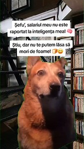 17K views · 85 reactions | Când inteligența nu plătește facturile… ‍‍‍ #salariu #umor #job #sef #inteligenta #glume 易 | Luci An | Facebook