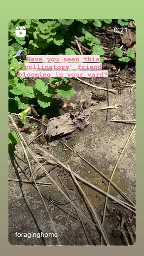 3.3K views · 33 reactions | Do you know this plant by Glechoma...