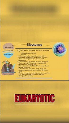 Ribosomes: Structure and Function in All Living Cells #shorts