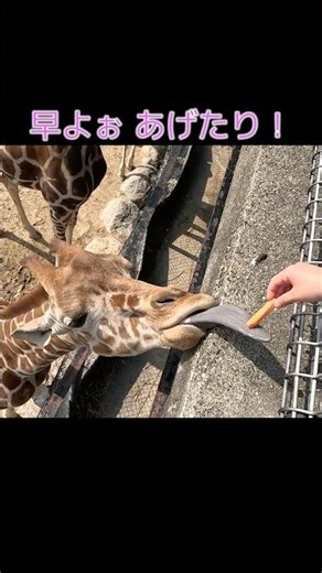 はよぉあげたり #zoo #姫路セントラルパーク #giraffe #himeji #animals