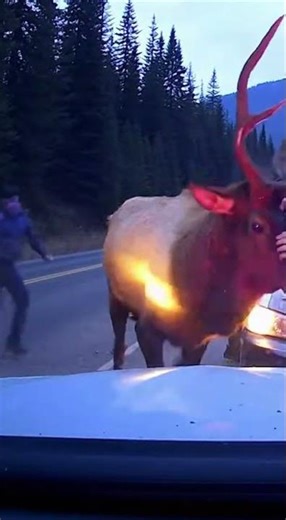 Bull Elk Attacks Officers During Arrest!