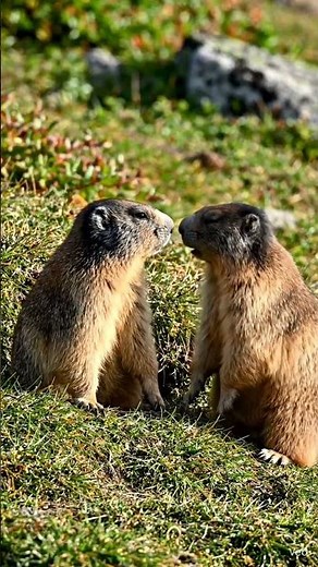 Cute Himalayan Marmot Moments in the Wild 🐾