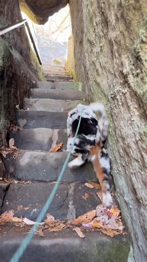 Cutest stair climber. #hikingdog #aussie #nationalpark #adventuredog