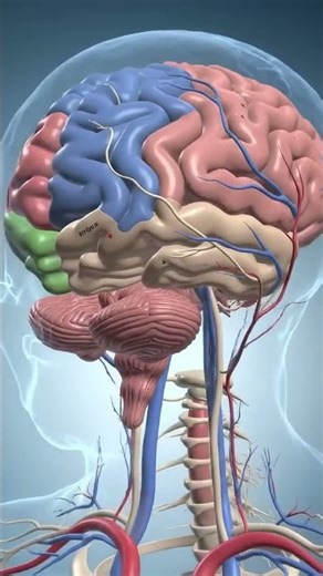 HUMAN BRAIN IN 3D ANIMATION ANATOMY