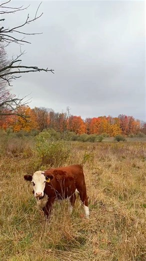 1.4K views · 39 reactions | Your POV if you take a wagon ride this weekend at Oxford Farm. | Oxford Farm Corn Maze | Facebook