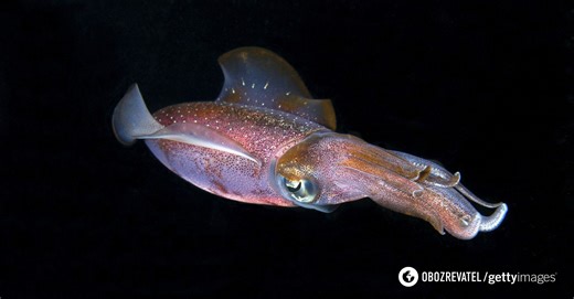 Video of a rare squid with huge eggs has struck the Internet: what kind of mollusk is it and why scientists were silent for 9 years