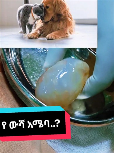 Hydatid Cyst of lung and liver#fyp #ethiopian_tik_tok🇪🇹🇪🇹🇪🇹🇪🇹 #oromotiktok❤️💚❤️ #jimmaabajifar♥️♥️♥️ #drworkneh @ዶ/ር ዐብይ ታደሰ (ENT&HN surgeon) @Dr. Dereje (dermatologist) @Dr sumeya1 @Dr Dhabessa @Dr Wengelawit(Ophthalmologist) @Dn Dr Tadesse Fenta/Surgeon/ @DrTesfayeDerma @Abbaa Diggaa @Dr.Aklog.D(General surgeon)