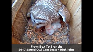 236K views · 3.4K reactions | Take a step back into the box and relive your favorite moments from the nest on the 2017 WBU Barred Owl cam. Watch the owls deliver prey of all types as they work to raise three owlets to fledging in a matter of weeks! Check out all the cams LIVE at AllAboutBirds.org/Cams | Bird Cams | Facebook