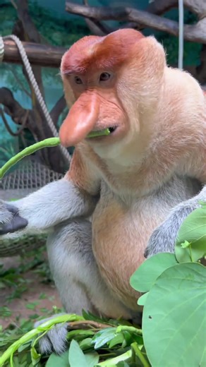 Discover the Amazing Proboscis Monkey