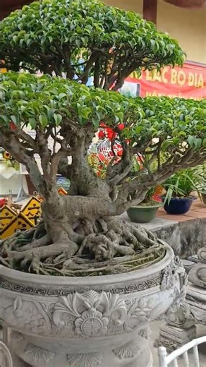 Amazing Bonsai Exhibition 🌳 | Beautiful Miniature Trees #Shorts