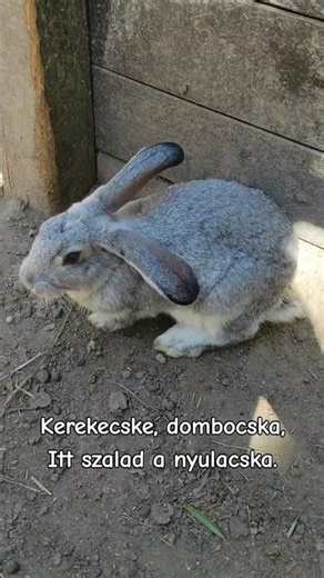 Nyuszis mondóka magyarul KEREKECSKE, GOMBOCSKA