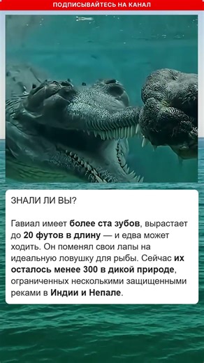 Гавиал: Удивительные Факты И Угроза