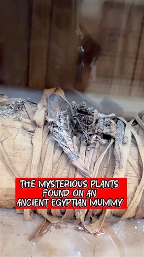 The Mysterious Plants Found on an Ancient Egyptian Mummy ✨🦠 Up close to this ancient Egyptian mummy, one detail instantly grabs your attention… the strange dried plants carefully placed on top of the wrappings. Why would embalmers add real plants outside the mummy instead of sealing them inside the coffin? According to the beliefs of the ancient Egyptians, certain plants carried protective power — a spiritual shield meant to guard the body on its journey to the afterlife. Some plants symbolized