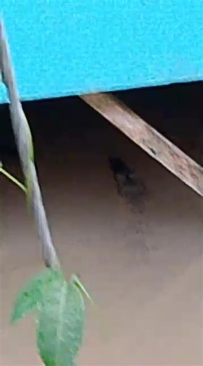 Buaya selalu main bawah rumah kpg kudei sebelah pasar satok. Berhati² lah sapa rumah tepi sungai....kepada siapa yang ada pusak atau apa² binatang jaga baik... Gorgon datang rumah mesti ada target nya. Video @sap | Sarawak Crocter