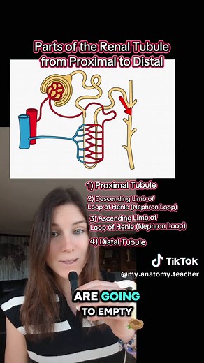 Understanding the Nephron: Key Concepts in Renal Anatomy