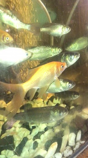 Aquarium Fish Swimming and Interacting in a Tank