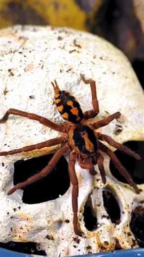 96 reactions · 22 shares | #10 Pumpkin Patch Tarantula - Hapolopus sp. Colombia #tarantula #spider #halloween #skull | The Tarantula Collective | Facebook