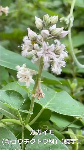 ガガイモ （キョウチクトウ科） 【鏡芋】 #山野草 #晩夏の野草 #野山の花 #秋の花 #里山 #植物図鑑 【山川草木図譜】