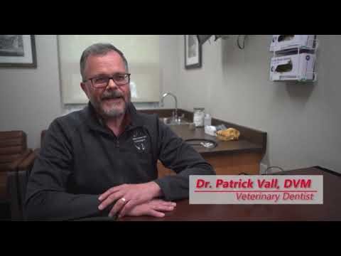 👌🏽✨️Honest Review|Why Surgitel Loupes are the Best Choice for Top Dental Professionals?