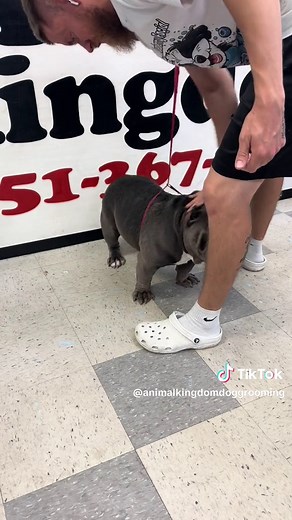 Dog Grooming Tutorial: Pampering a Bully Breed with Love