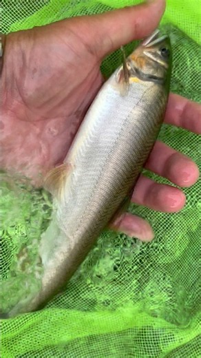 鮎釣り→初めての球磨川本流！