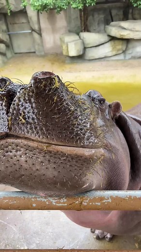Hippo on TikTok