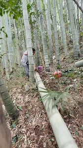 Making a handmade Bamboo Root Rice Steamer #handmade #bamboo #woodworking | Viral Post