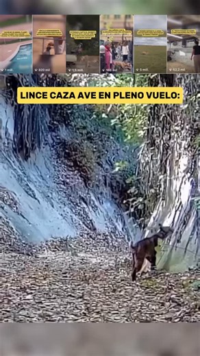 El lince rojo (Lynx rufus), también conocido como bobcat, es una de las especies de felinos más adaptables y extendidas de América del Norte 🌎 Su éxito como depredador radica en una combinación de agilidad, sigilo y capacidad de adaptación a diferentes entornos, desde bosques densos hasta zonas semiáridas. Aunque su dieta principal incluye mamíferos pequeños como conejos, liebres y ardillas, este cazador oportunista no duda en ampliar su menú cuando la ocasión lo permite. Este video documenta u