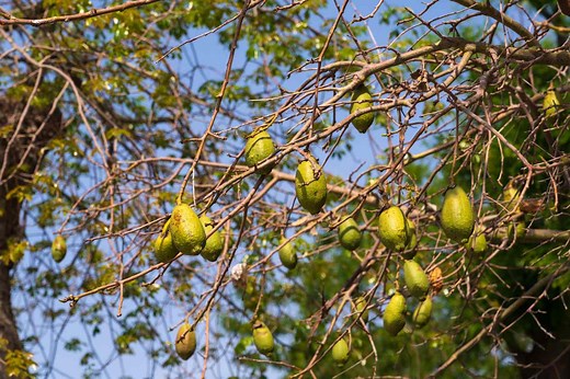 What is Baobab Fruit?