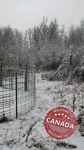 The trap is set up for some winter captures. #Jagerpro #hogtrapping | Jager Pro Hog Control Systems