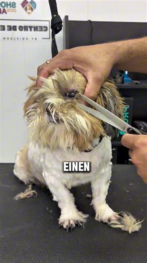 Ein emotionales Vorher-Nachher eines verlassenen Hundes, der völlig verfilzt und unsichtbar unter seinem Fell war. Nach Wochen auf der Straße bekommt er endlich Hilfe, Pflege und eine zweite Chance auf ein liebevolles Zuhause. ❤️ #Hunderettung #Tierliebe #VorherNachher #ZweiteChance #Hundetoilettage
