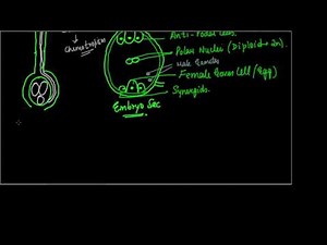 Double Fertilisation in Flowering Plants