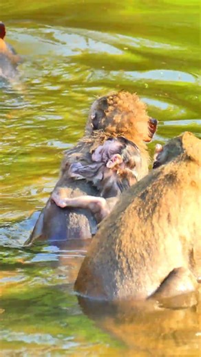 Bean put baby monkey Eleanor on back swimming training #baby #monkey #viral #reels #wildlife