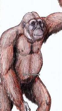 Dryopithecus