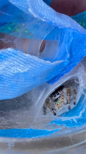 24 reactions · 4 comments | Cute little spider hiding in her web! #spiders #arachnids #phidippus #phidippusaudax #spiderfalls #jumpingspider #boldjumper #arachnidlovers #spiderweb AI song only. | Spider Falls | Facebook