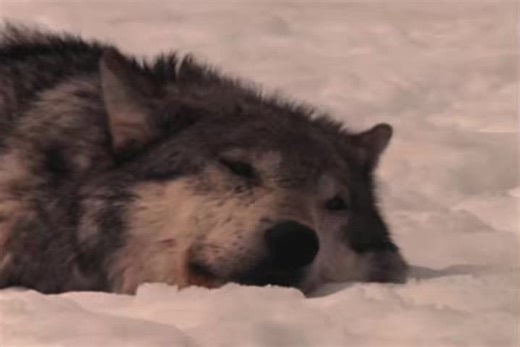 Surviving Life's Challenges: Animal Poetry Insights