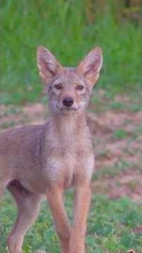 Howling coyote pups. #hunting #wildlife #wildanimals #animals #foxpro #mfk #nature