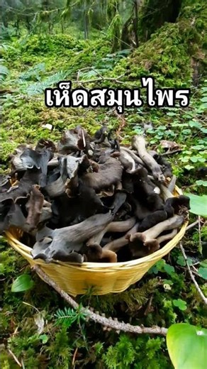 เห็ดป่าสมุนไพร/คลิปเก็บเห็ดปี2025#เห็ดแตรดำ#เก็บเห็ดตามฤดูกาล #เก็บเห็ดต่างแดน #mushroom